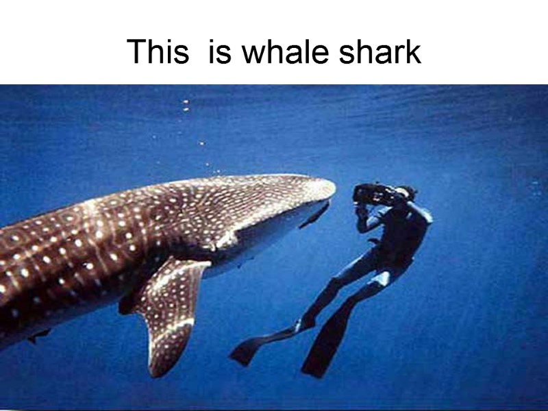This  is whale shark